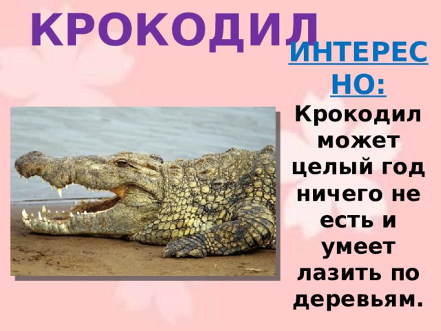 КРОКОДИЛ ИНТЕРЕСНО:  Крокодил может целый год ничего не есть и умеет лазить по деревьям.   