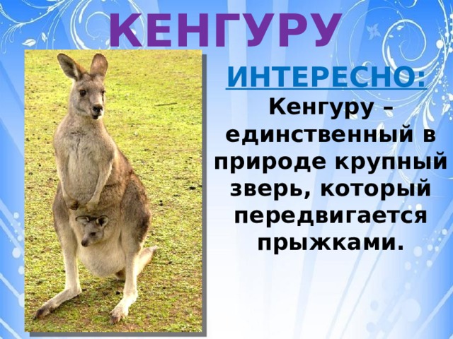 КЕНГУРУ ИНТЕРЕСНО:  Кенгуру – единственный в природе крупный зверь, который передвигается прыжками. 