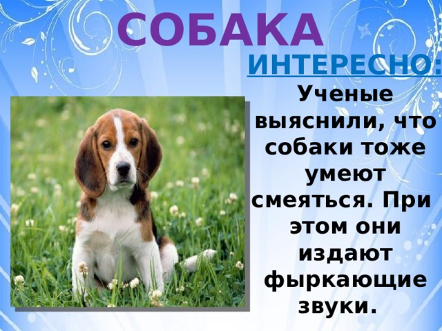 СОБАКА ИНТЕРЕСНО:  Ученые выяснили, что собаки тоже умеют смеяться. При  этом они издают фыркающие звуки.   