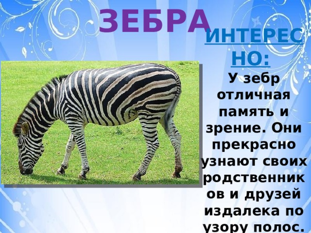 ЗЕБРА ИНТЕРЕСНО:   У зебр отличная память и зрение. Они прекрасно узнают своих родственников и друзей издалека по узору полос. 