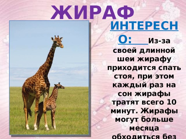 ЖИРАФ ИНТЕРЕСНО: Из-за своей длинной шеи жирафу приходится спать стоя, при этом каждый раз на сон жирафы тратят всего 10 минут.  Жирафы могут больше месяца обходиться без воды .  