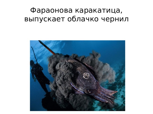 Фараонова каракатица, выпускает облачко чернил 