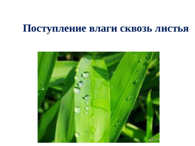 Поступление влаги сквозь листья 