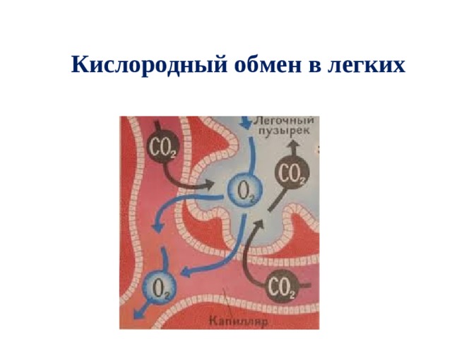 Кислородный обмен в легких 