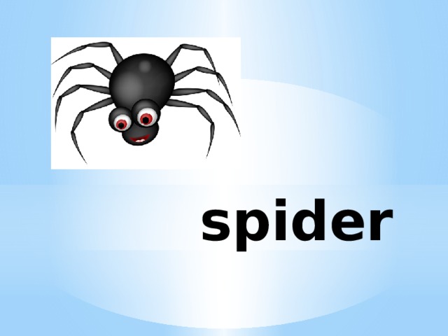 spider  