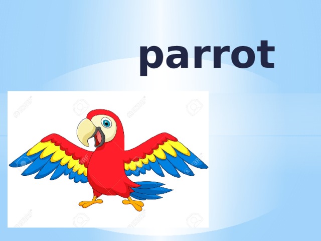 parrot 