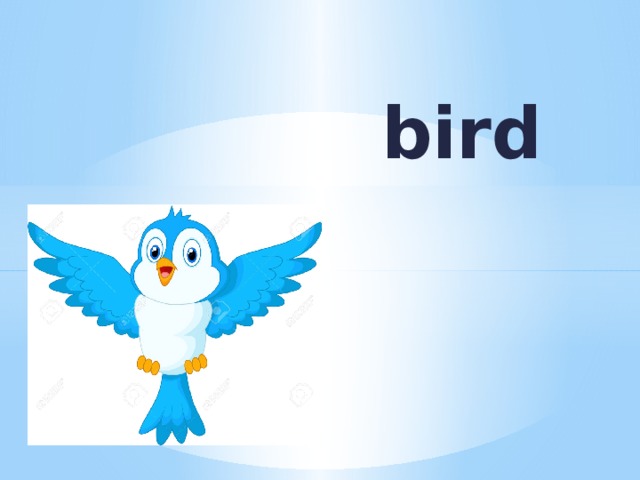 bird 
