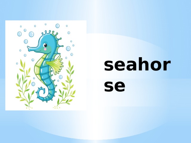 seahorse 