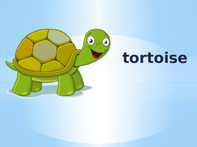 tortoise 