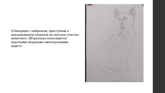 2.Завершив с наброском, приступаем к накладыванию штрихов на светлые участки животного. Штриховка выполняется короткими штрихами имитирующими шерсть. 