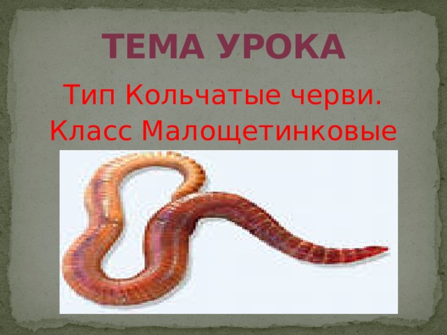 тема урока Тип Кольчатые черви. Класс Малощетинковые 