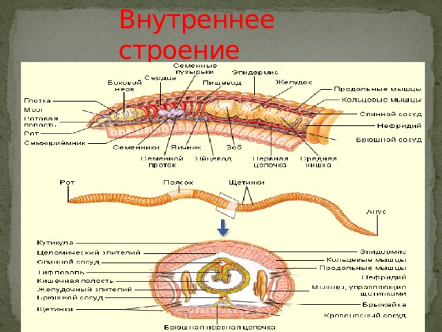 Внутреннее строение 