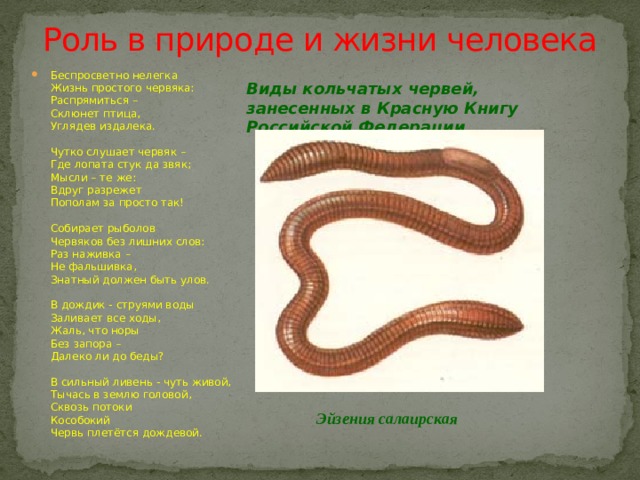 Роль в природе и жизни человека Беспросветно нелегка  Жизнь простого червяка:  Распрямиться –  Склюнет птица,  Углядев издалека.   Чутко слушает червяк –  Где лопата стук да звяк;  Мысли – те же:  Вдруг разрежет  Пополам за просто так!   Собирает рыболов  Червяков без лишних слов:  Раз наживка –  Не фальшивка,  Знатный должен быть улов.   В дождик - струями воды  Заливает все ходы,  Жаль, что норы  Без запора –  Далеко ли до беды?   В сильный ливень - чуть живой,  Тычась в землю головой,  Сквозь потоки  Кособокий  Червь плетётся дождевой. Виды кольчатых червей, занесенных в Красную Книгу  Российской Федерации  Эйзения салаирская 