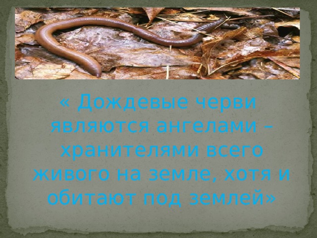 « Дождевые черви являются ангелами – хранителями всего живого на земле, хотя и обитают под землей» 