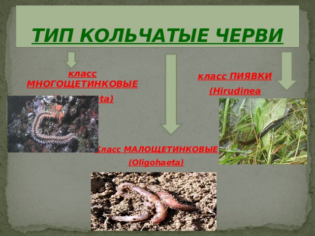 ТИП КОЛЬЧАТЫЕ ЧЕРВИ класс МНОГОЩЕТИНКОВЫЕ (Polychaeta) класс ПИЯВКИ (Hirudinea Класс МАЛОЩЕТИНКОВЫЕ (Oligohaeta) 