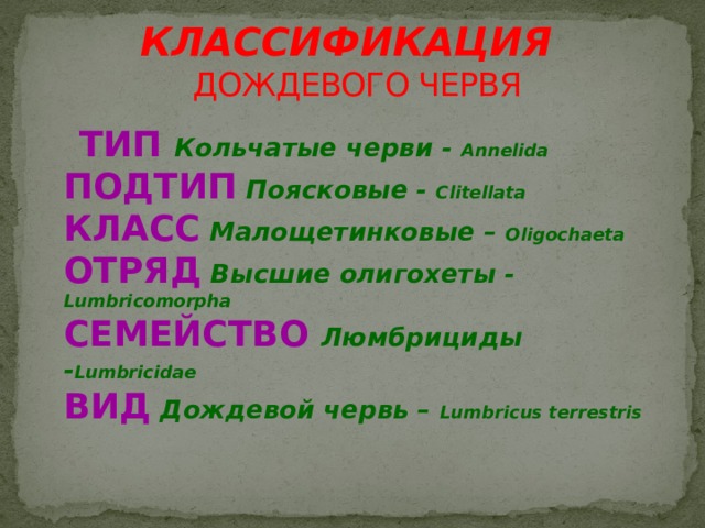 КЛАССИФИКАЦИЯ  ДОЖДЕВОГО ЧЕРВЯ  ТИП Кольчатые черви - Annelida  ПОДТИП  Поясковые - Clitellata  КЛАСС  Малощетинковые – Oligochaeta  ОТРЯД  Высшие олигохеты - Lumbricomorpha   СЕМЕЙСТВО Люмбрициды - Lumbricidae   ВИД  Дождевой червь – Lumbricus terrestris 