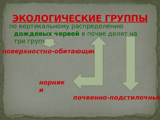 ЭКОЛОГИЧЕСКИЕ ГРУППЫ   по вертикальному распределению дождевых  червей в почве делят на три группы:   поверхностно-обитающие норники    почвенно-подстилочные  