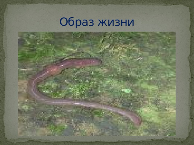 Образ жизни 