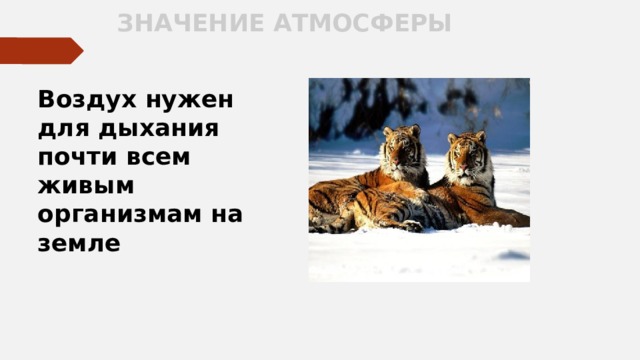 ЗНАЧЕНИЕ АТМОСФЕРЫ Воздух нужен для дыхания почти всем живым организмам на земле  