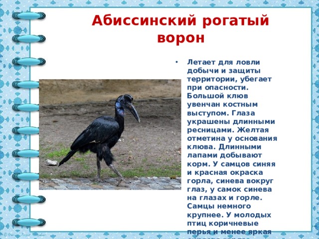 Абиссинский рогатый ворон Летает для ловли добычи и защиты территории, убегает при опасности. Большой клюв увенчан костным выступом. Глаза украшены длинными ресницами. Желтая отметина у основания клюва. Длинными лапами добывают корм. У самцов синяя и красная окраска горла, синева вокруг глаз, у самок синева на глазах и горле. Самцы немного крупнее. У молодых птиц коричневые перья и менее яркая окраска горла. 