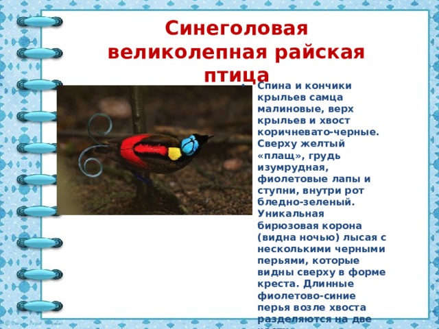 Синеголовая великолепная райская птица Спина и кончики крыльев самца малиновые, верх крыльев и хвост коричневато-черные. Сверху желтый «плащ», грудь изумрудная, фиолетовые лапы и ступни, внутри рот бледно-зеленый. Уникальная бирюзовая корона (видна ночью) лысая с несколькими черными перьями, которые видны сверху в форме креста. Длинные фиолетово-синие перья возле хвоста разделяются на две части. 