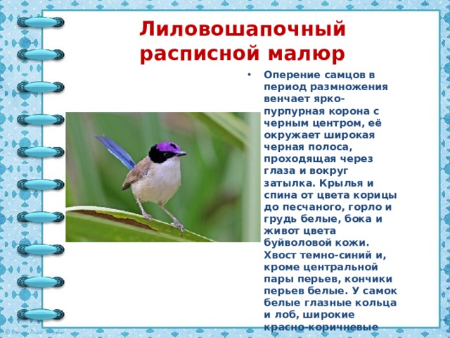 Лиловошапочный расписной малюр Оперение самцов в период размножения венчает ярко-пурпурная корона с черным центром, её окружает широкая черная полоса, проходящая через глаза и вокруг затылка. Крылья и спина от цвета корицы до песчаного, горло и грудь белые, бока и живот цвета буйволовой кожи. Хвост темно-синий и, кроме центральной пары перьев, кончики перьев белые. У самок белые глазные кольца и лоб, широкие красно-коричневые щечные пятна . 