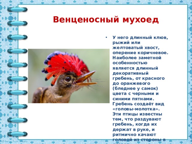 Венценосный мухоед У него длинный клюв, рыжий или желтоватый хвост, оперение коричневое. Наиболее заметной особенностью является длинный декоративный гребень, от красного до оранжевого (бледнее у самок) цвета с черными и синими пятнами. Гребень создаёт вид «головы-молотка». Эти птицы известны тем, что раздувают гребень, когда их держат в руке, и ритмично качают головой из стороны в сторону. 