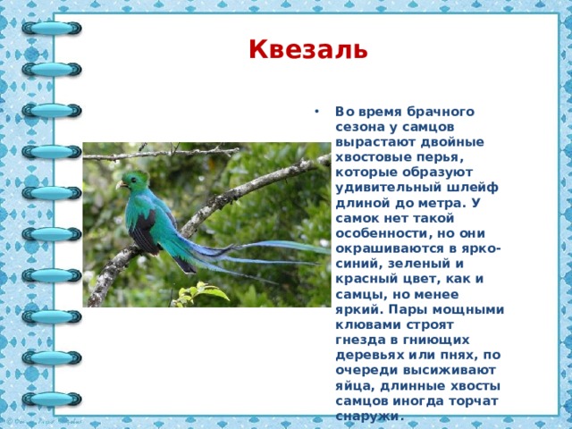 Квезаль Во время брачного сезона у самцов вырастают двойные хвостовые перья, которые образуют удивительный шлейф длиной до метра. У самок нет такой особенности, но они окрашиваются в ярко-синий, зеленый и красный цвет, как и самцы, но менее яркий. Пары мощными клювами строят гнезда в гниющих деревьях или пнях, по очереди высиживают яйца, длинные хвосты самцов иногда торчат снаружи. 