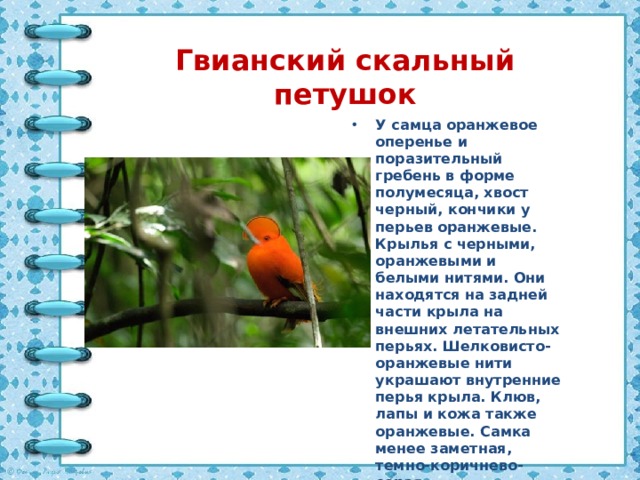 Гвианский скальный петушок У самца оранжевое оперенье и поразительный гребень в форме полумесяца, хвост черный, кончики у перьев оранжевые. Крылья с черными, оранжевыми и белыми нитями. Они находятся на задней части крыла на внешних летательных перьях. Шелковисто-оранжевые нити украшают внутренние перья крыла. Клюв, лапы и кожа также оранжевые. Самка менее заметная, темно-коричнево-серая. 
