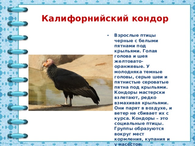 Калифорнийский кондор Взрослые птицы черные с белыми пятнами под крыльями. Голая голова и шея желтовато-оранжевые. У молодняка темные головы, серые шеи и пятнистые сероватые пятна под крыльями. Кондоры мастерски взлетают, редко взмахивая крыльями. Они парят в воздухе, и ветер не сбивает их с курса. Кондоры – это социальные птицы. Группы образуются вокруг мест кормления, купания и у насестов. 