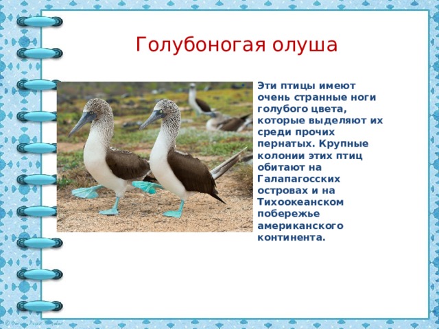 Голубоногая олуша   Эти птицы имеют очень странные ноги голубого цвета, которые выделяют их среди прочих пернатых. Крупные колонии этих птиц обитают на Галапагосских островах и на Тихоокеанском побережье американского континента.      