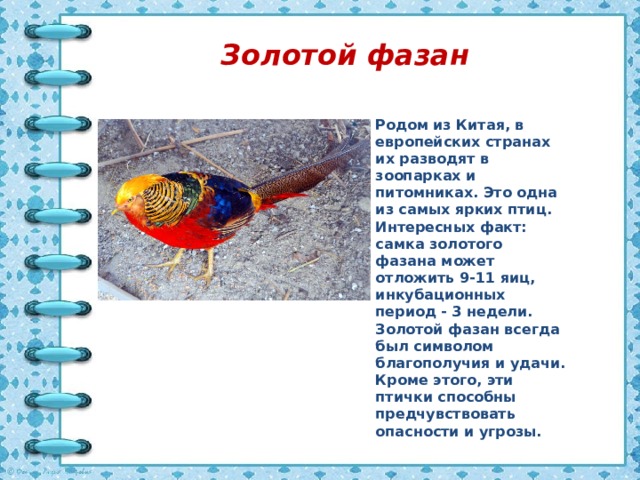 Золотой фазан Родом из Китая, в европейских странах их разводят в зоопарках и питомниках. Это одна из самых ярких птиц. Интересных факт: самка золотого фазана может отложить 9-11 яиц, инкубационных период - 3 недели.  Золотой фазан всегда был символом благополучия и удачи. Кроме этого, эти птички способны предчувствовать опасности и угрозы. 
