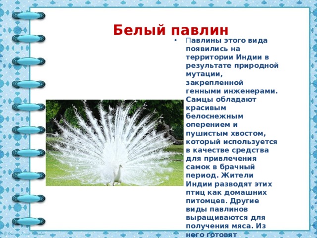 Белый павлин П авлины этого вида появились на территории Индии в результате природной мутации, закрепленной генными инженерами. Самцы обладают красивым белоснежным оперением и пушистым хвостом, который используется в качестве средства для привлечения самок в брачный период. Жители Индии разводят этих птиц как домашних питомцев. Другие виды павлинов выращиваются для получения мяса. Из него готовят различные блюда, которые пользуются огромной популярностью у туристов.  