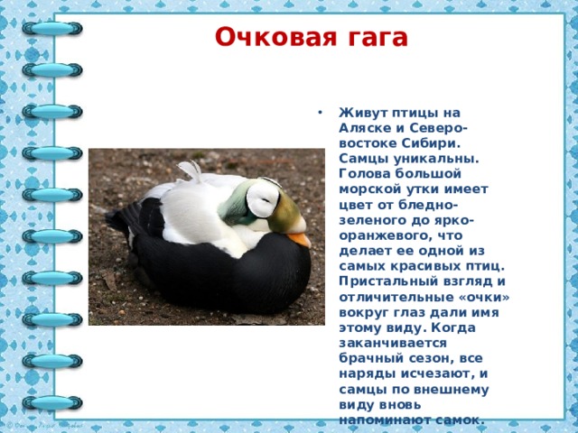 Очковая гага Живут птицы на Аляске и Северо-востоке Сибири. Самцы уникальны. Голова большой морской утки имеет цвет от бледно-зеленого до ярко-оранжевого, что делает ее одной из самых красивых птиц. Пристальный взгляд и отличительные «очки» вокруг глаз дали имя этому виду. Когда заканчивается брачный сезон, все наряды исчезают, и самцы по внешнему виду вновь напоминают самок. 