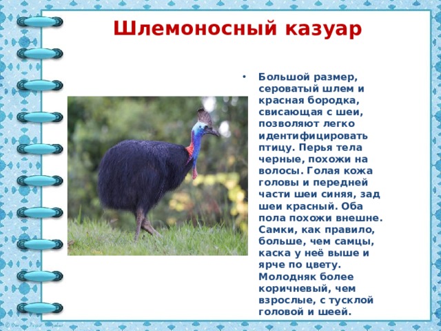 Шлемоносный казуар Большой размер, сероватый шлем и красная бородка, свисающая с шеи, позволяют легко идентифицировать птицу. Перья тела черные, похожи на волосы. Голая кожа головы и передней части шеи синяя, зад шеи красный. Оба пола похожи внешне. Самки, как правило, больше, чем самцы, каска у неё выше и ярче по цвету. Молодняк более коричневый, чем взрослые, с тусклой головой и шеей. 
