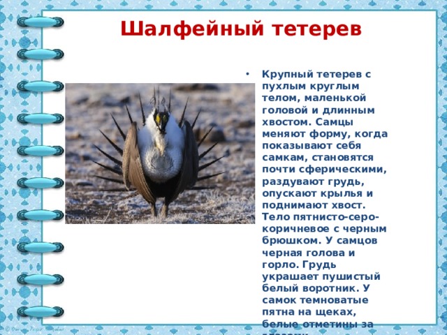 Шалфейный тетерев Крупный тетерев с пухлым круглым телом, маленькой головой и длинным хвостом. Самцы меняют форму, когда показывают себя самкам, становятся почти сферическими, раздувают грудь, опускают крылья и поднимают хвост. Тело пятнисто-серо-коричневое с черным брюшком. У самцов черная голова и горло. Грудь украшает пушистый белый воротник. У самок темноватые пятна на щеках, белые отметины за глазами. 