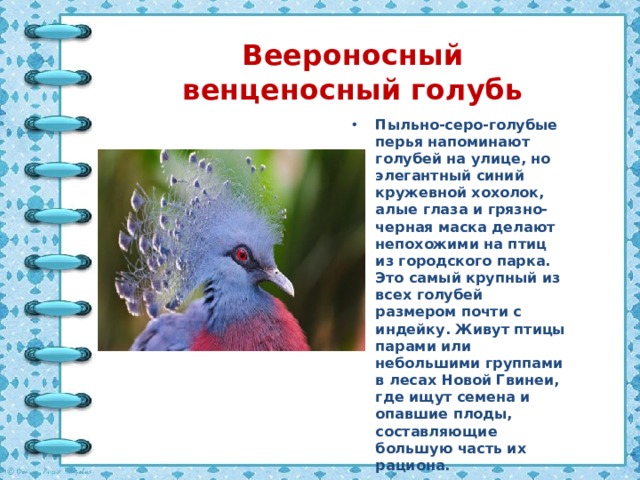 Веероносный венценосный голубь Пыльно-серо-голубые перья напоминают голубей на улице, но элегантный синий кружевной хохолок, алые глаза и грязно-черная маска делают непохожими на птиц из городского парка. Это самый крупный из всех голубей размером почти с индейку. Живут птицы парами или небольшими группами в лесах Новой Гвинеи, где ищут семена и опавшие плоды, составляющие большую часть их рациона. 
