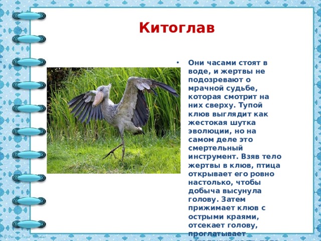 Китоглав Они часами стоят в воде, и жертвы не подозревают о мрачной судьбе, которая смотрит на них сверху. Тупой клюв выглядит как жестокая шутка эволюции, но на самом деле это смертельный инструмент. Взяв тело жертвы в клюв, птица открывает его ровно настолько, чтобы добыча высунула голову. Затем прижимает клюв с острыми краями, отсекает голову, проглатывает остальную часть тела. 