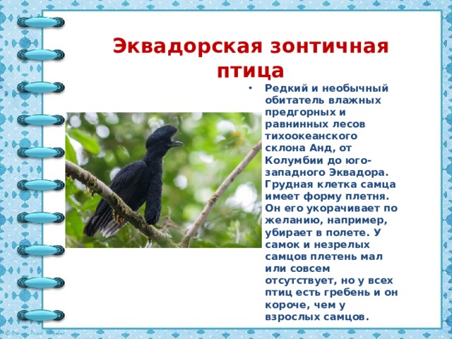 Эквадорская зонтичная птица Редкий и необычный обитатель влажных предгорных и равнинных лесов тихоокеанского склона Анд, от Колумбии до юго-западного Эквадора. Грудная клетка самца имеет форму плетня. Он его укорачивает по желанию, например, убирает в полете. У самок и незрелых самцов плетень мал или совсем отсутствует, но у всех птиц есть гребень и он короче, чем у взрослых самцов. 