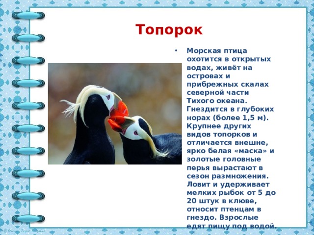 Топорок Морская птица охотится в открытых водах, живёт на островах и прибрежных скалах северной части Тихого океана. Гнездится в глубоких норах (более 1,5 м). Крупнее других видов топорков и отличается внешне, ярко белая «маска» и золотые головные перья вырастают в сезон размножения. Ловит и удерживает мелких рыбок от 5 до 20 штук в клюве, относит птенцам в гнездо. Взрослые едят пищу под водой. 
