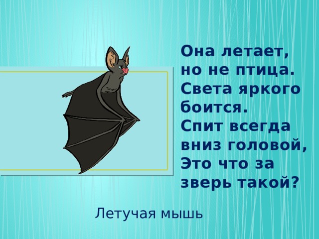 Она летает, но не птица.  Света яркого боится.  Спит всегда вниз головой,  Это что за зверь такой? Летучая мышь 