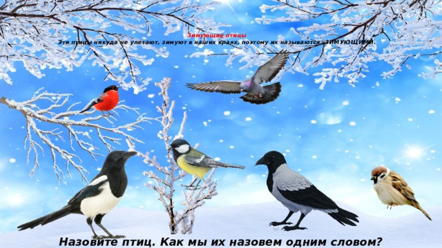 Зимующие птицы  Эти птицы никуда не улетают, зимуют в наших краях, поэтому их называются –ЗИМУЮЩИМИ. Назовите птиц. Как мы их назовем одним словом? 