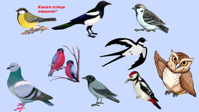 Какая птица лишняя? 