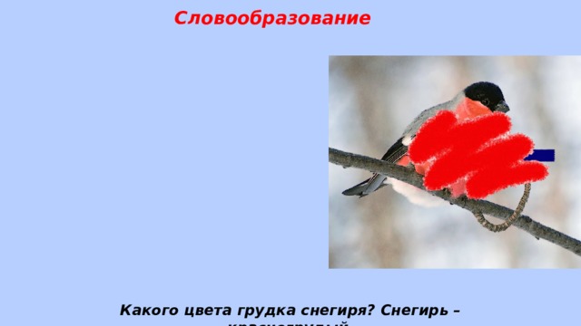 Словообразование Какого цвета грудка снегиря? Снегирь –красногрудый. 