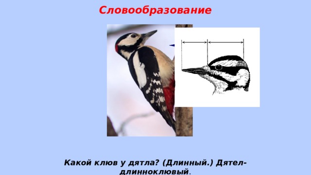 Словообразование Какой клюв у дятла? (Длинный.) Дятел- длинноклювый .  