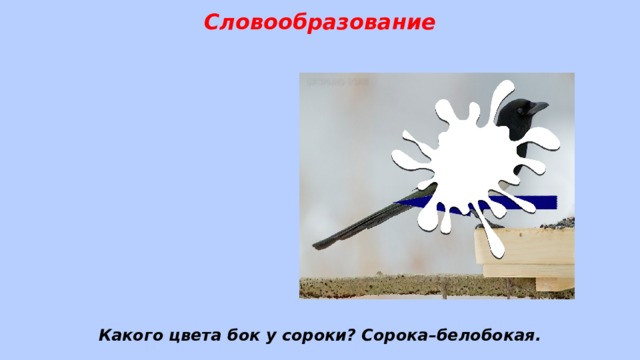 Словообразование Какого цвета бок у сороки? Сорока–белобокая. 