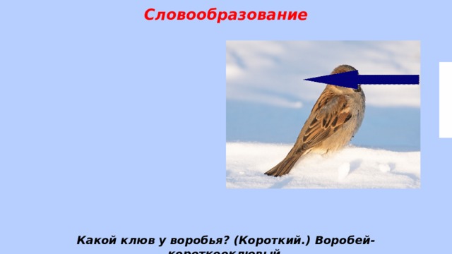 Словообразование Какой клюв у воробья? (Короткий.) Воробей- короткооклювый .  