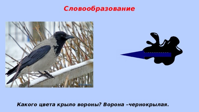 Словообразование Какого цвета крыло вороны? Ворона –чернокрылая. 