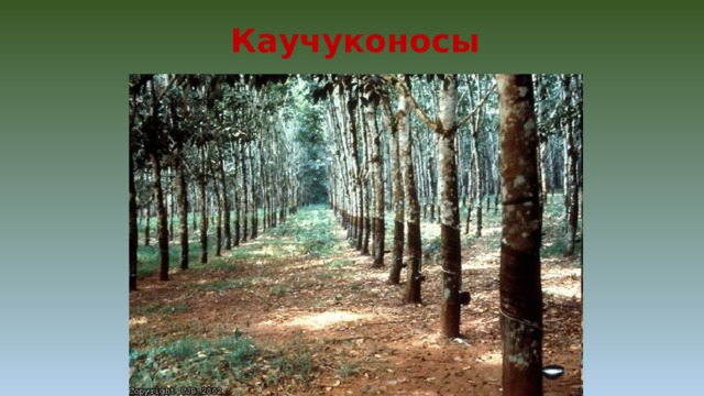 Каучуконосы 