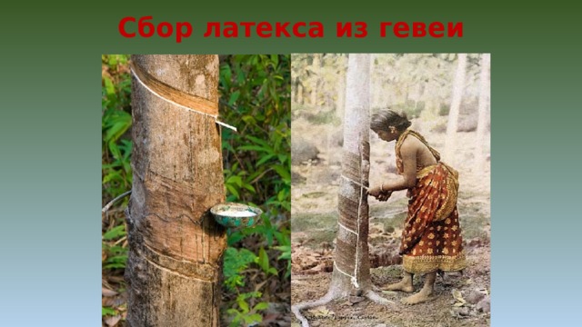 Сбор латекса из гевеи 